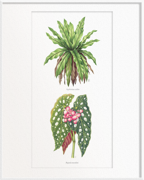 Asplenium nidus (Bird’s-Nest Fern) x Begonia maculata (Begonia)