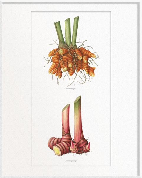 Curcuma longa (Turmeric) x Alpinia galangal (Galangal)