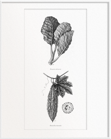 Brassica oleracea (Kailan) x Momordica charantia (Bitter Gourd)