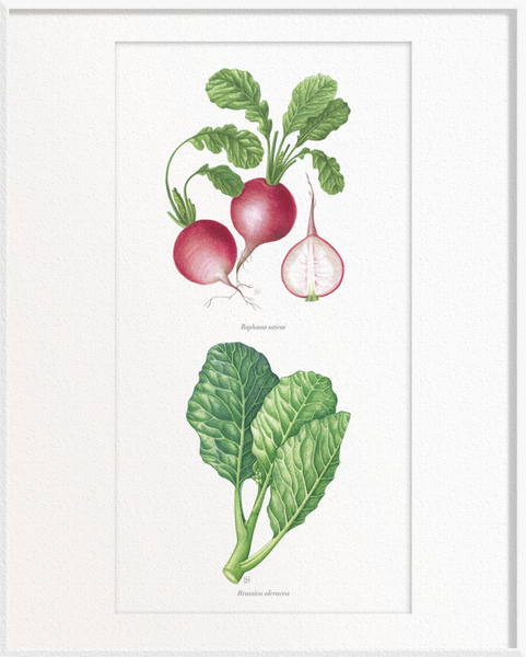 Raphanus sativus (Radish) x Brassica oleracea (Kailan)