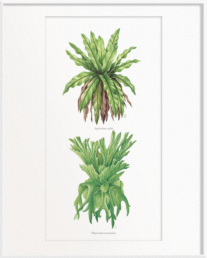 bird nest fern vs staghorn Asplenium nidus (Bird’s-Nest Fern) x Platycerium coronarium (Staghorn