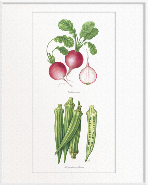 Raphanus sativus (Radish) x Abelmoschus esculentus (Okra/Ladies’ Fingers)