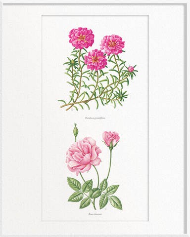 Portulaca grandiflora (Onze horas/moss) x Rosa chinensis (Rose)