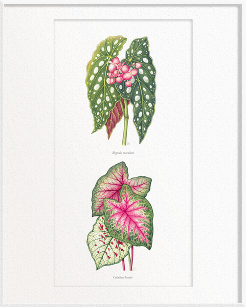 Begonia maculata (Begonia) x Caladium bicolor (Caladium)