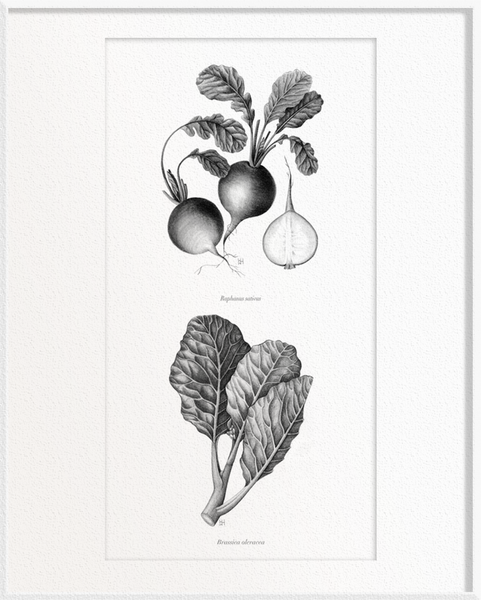 Raphanus sativus (Radish) x Brassica oleracea (Kailan)