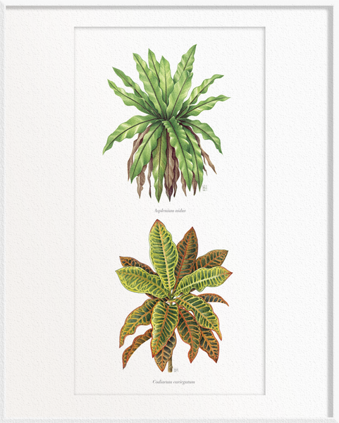 Asplenium nidus (Bird’s-Nest Fern) x Codiaeum variegatum (Croton)