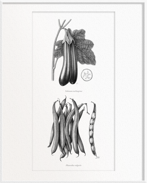 Solanum melongena (Brinjal) x Phaseolus vulgaris (French Beans)