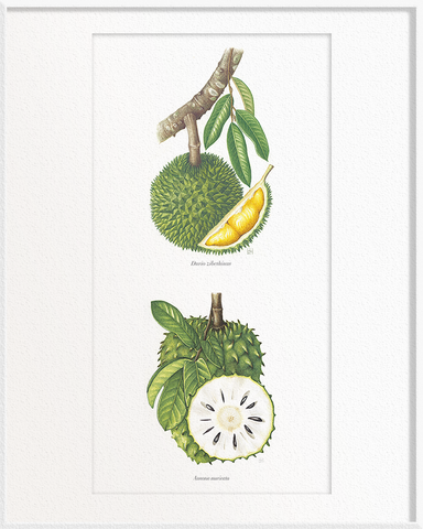 Durio zibethinus (Durian) x Annona muricata (Soursop)