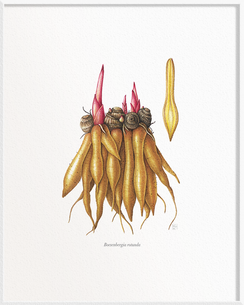 Boesenbergia rotunda (Fingerroot)