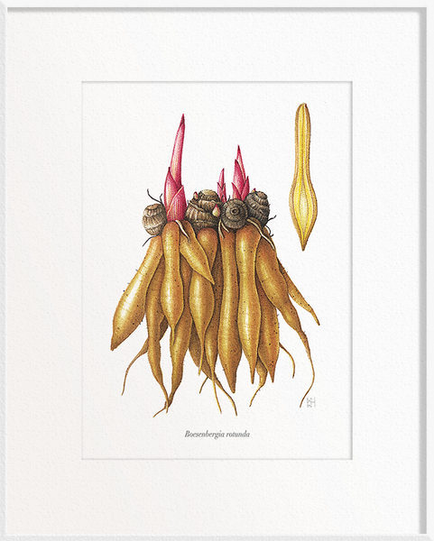 Boesenbergia rotunda (Fingerroot)