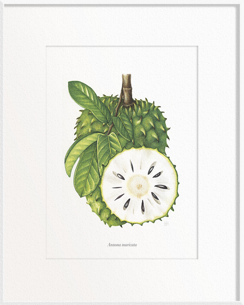 Annona muricata (Soursop)