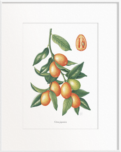 Citrus japonica (Kumquat)