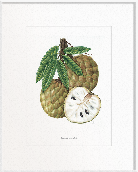 Annona reticulata (Custard Apple)