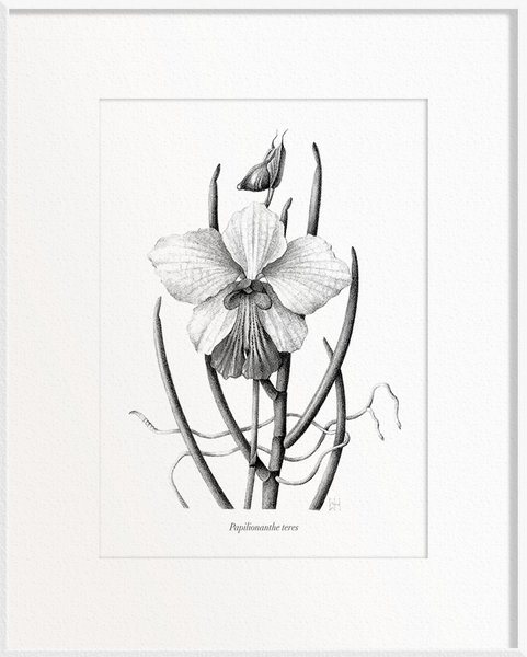 Papilionanthe teres (Orchid)