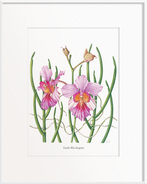 Vanda Miss Joaquim (Papilionanthe Miss Joaquim - Orchid)