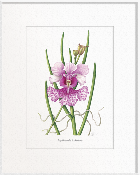 Papilionanthe hookeriana (Orchid)