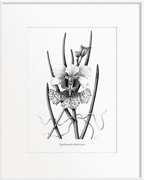 Papilionanthe hookeriana (Orchid)