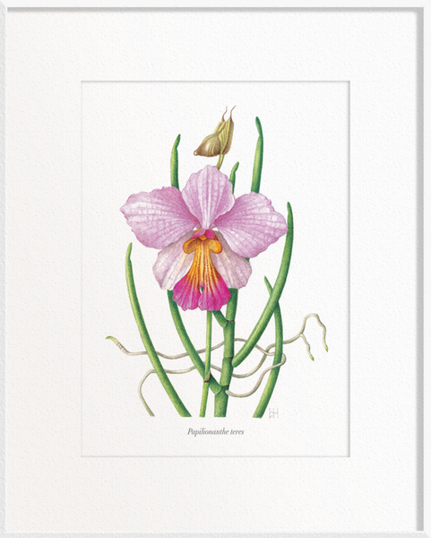 Papilionanthe teres (Orchid)