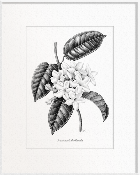 Stephanotis floribunda (Stephanotis)