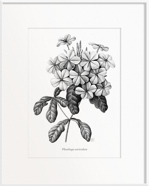 Plumbago auriculata (Phlox-like)