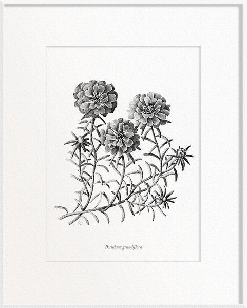 Portulaca grandiflora (Onze horas/moss)