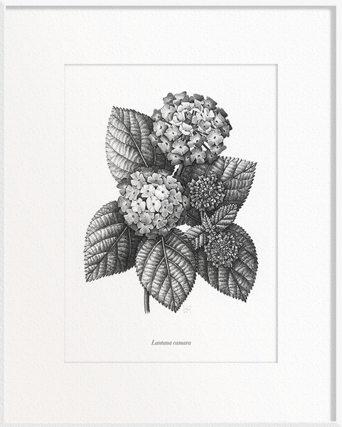 Lantana camara (Verbena)