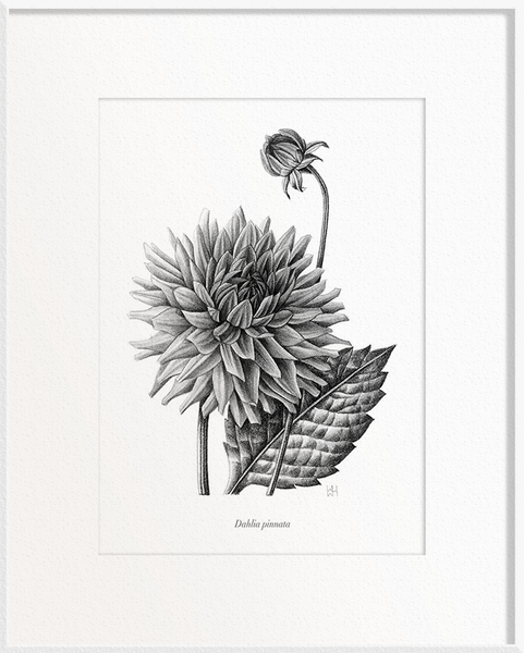 Dahlia pinnata (Dahlia)