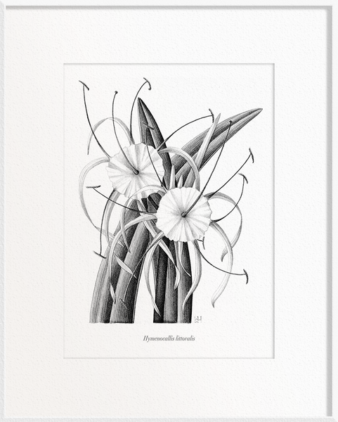 Hymenocallis littoralis (Lily)