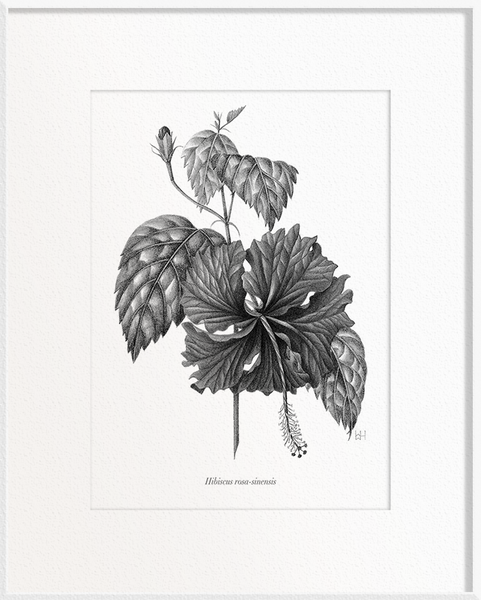 Hibiscus rosa-sinensis (Hibiscus)