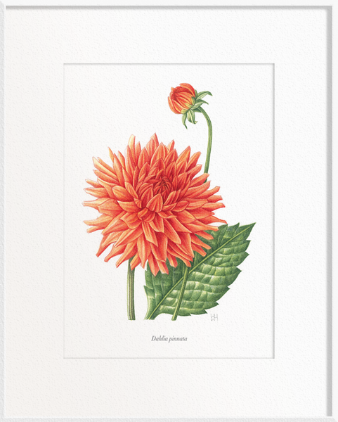 Dahlia pinnata (Dahlia)