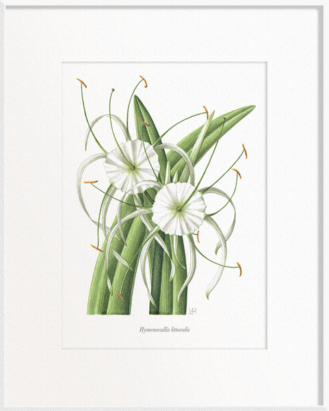 Hymenocallis littoralis (Lily)