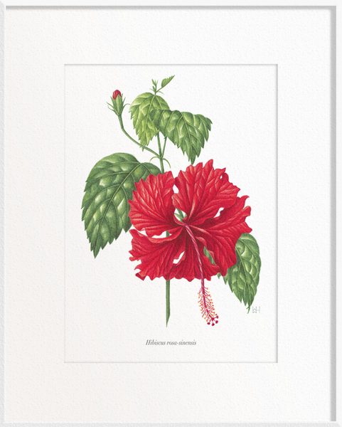Hibiscus rosa-sinensis (Hibiscus)