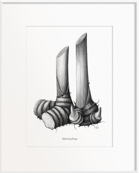 Alpinia galanga (Ginger)