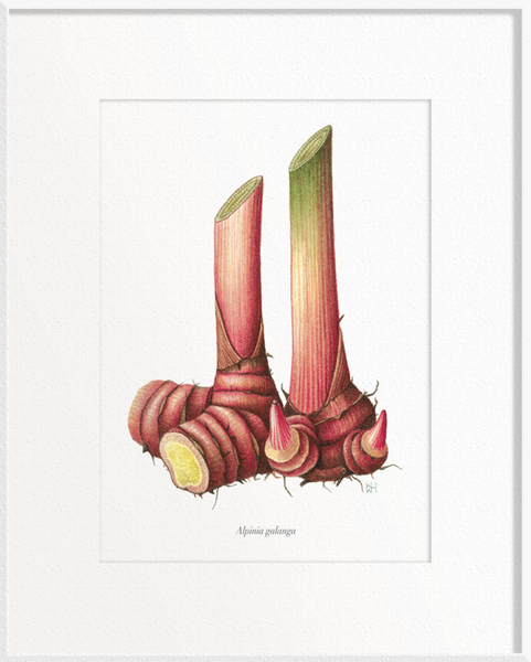 Alpinia galanga (Ginger)