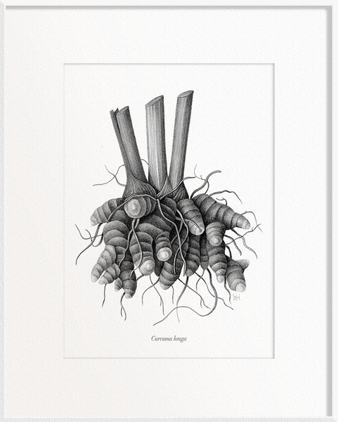 Curcuma longa (Turmeric)