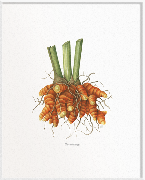 Curcuma longa (Turmeric)