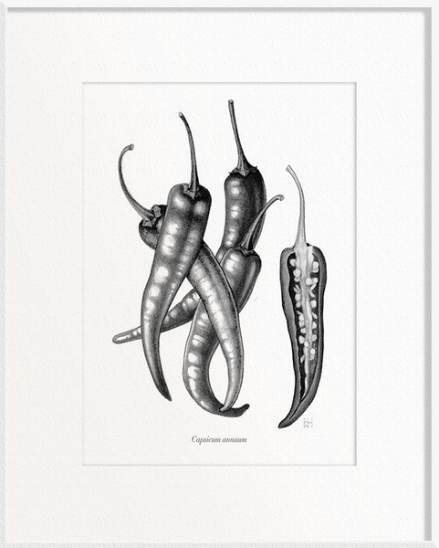 Capsicum annuum (Chilli)