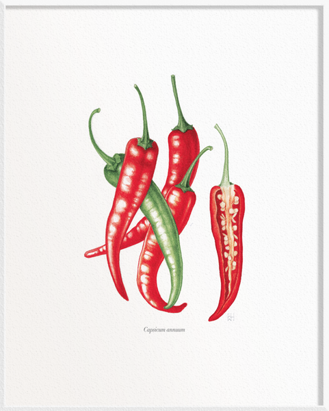 Capsicum annuum (Chilli)