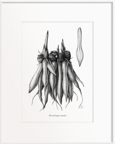 Boesenbergia rotunda (Fingerroot)