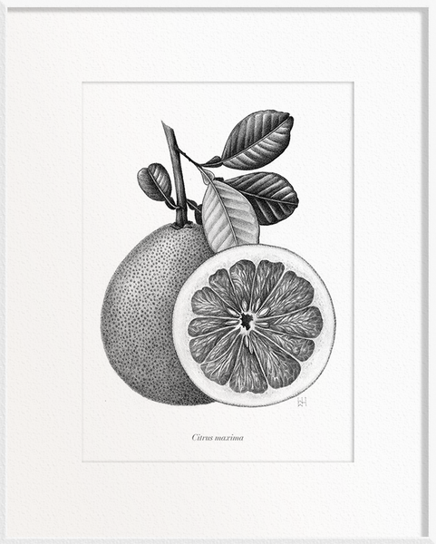 Citrus maxima (Pomelo)