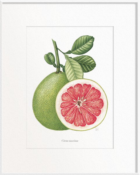 Citrus maxima (Pomelo)