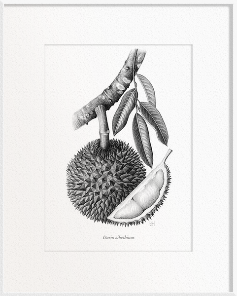 Durio zibethinus (Durian)
