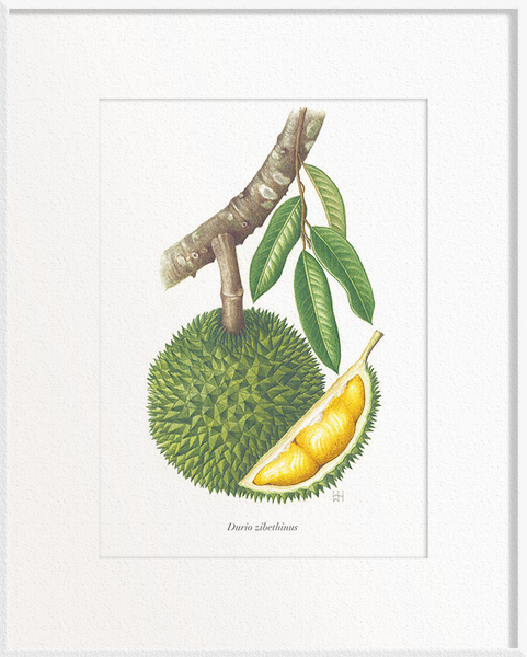 Durio zibethinus (Durian)