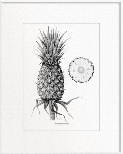 Ananas comosus (Pineapple)