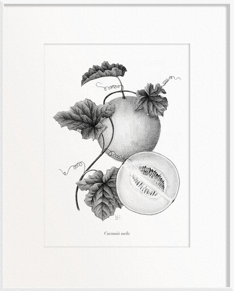 Cucumis melo (Melon)