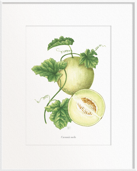 Cucumis melo (Melon)