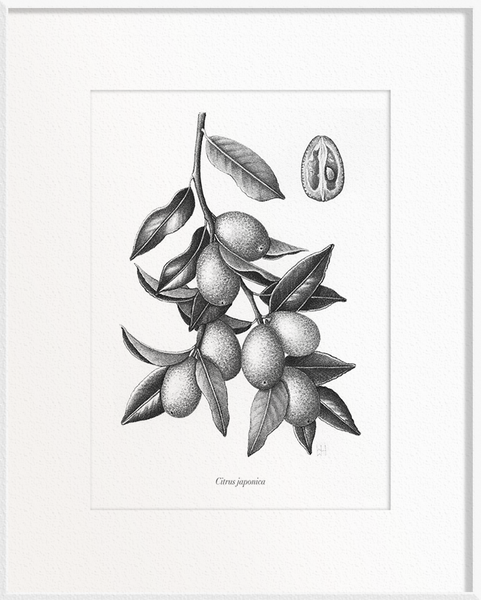 Citrus japonica (Kumquat)