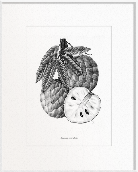 Annona reticulata (Custard Apple)