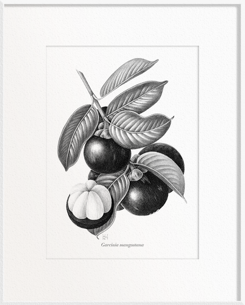 Garcinia mangostana (Mangosteen)