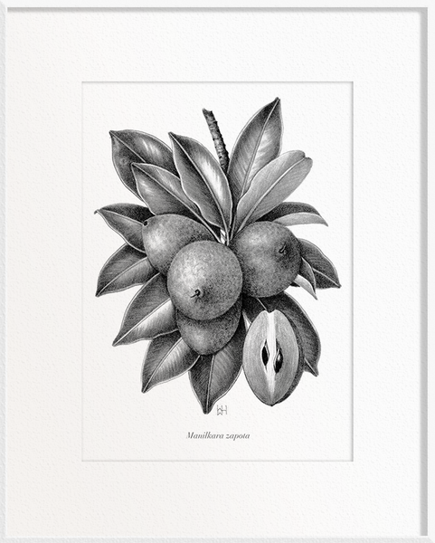 Manilkara zapota (Chiku)